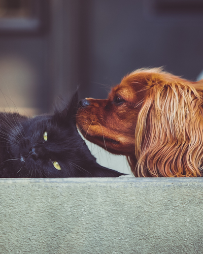 Fat Isn't Funny: Obesity in Dogs and Cats