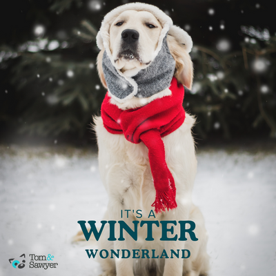 Top 10 Tips for Keeping Your Pet Safe This Winter