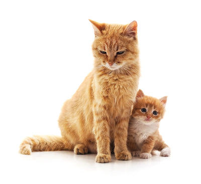 Nutrition for Cats at all Life Stages