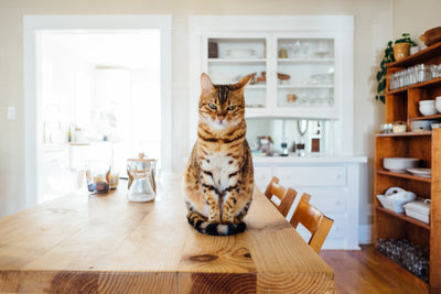 My Cat Won't Eat: Feeding Picky Eaters the Right Way
