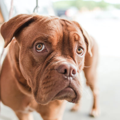 Thyroid problems in dogs: Why iodine is crucial to your dog’s health