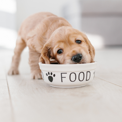 Puppy Nutrition 101: The Power of Gently Cooked Foods
