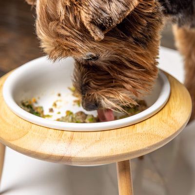 Thanksgiving and Your Pets: What’s Safe (and What’s Not) to Share