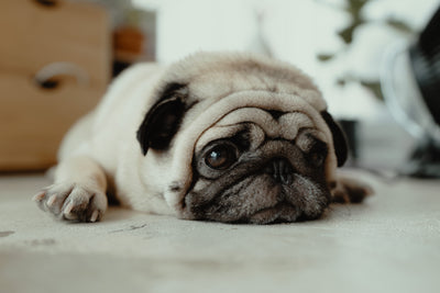 Understanding Vomiting in Dogs: Causes, Symptoms, and Remedies