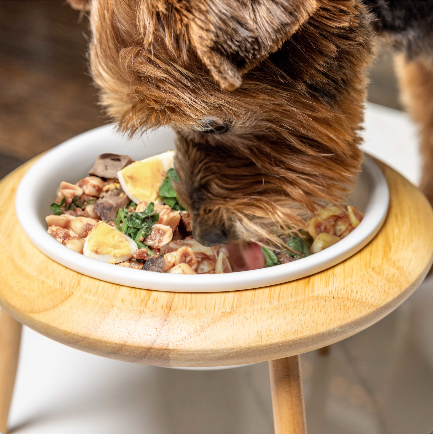 Only natural pet whole food antioxidant blend cheap