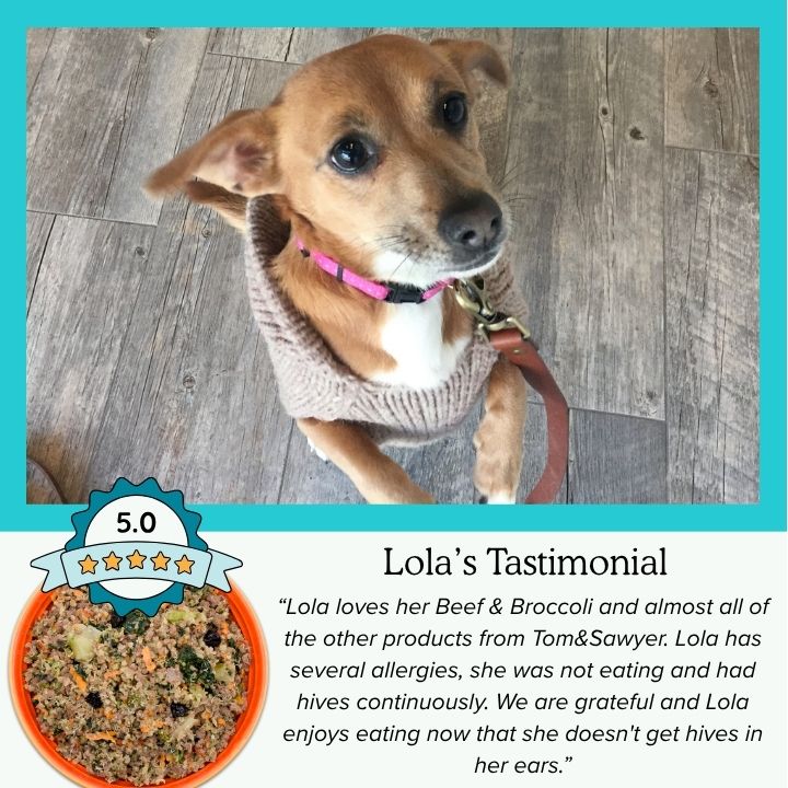 Beef & Broccoli Dog Food Recipe - Tom&Sawyer Fresh Prepared Pet Meals